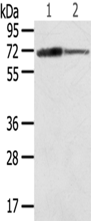 Rabbit Polyclonal Antibody to SDHA