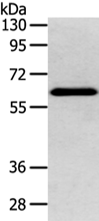Rabbit Polyclonal Antibody to DHCR24