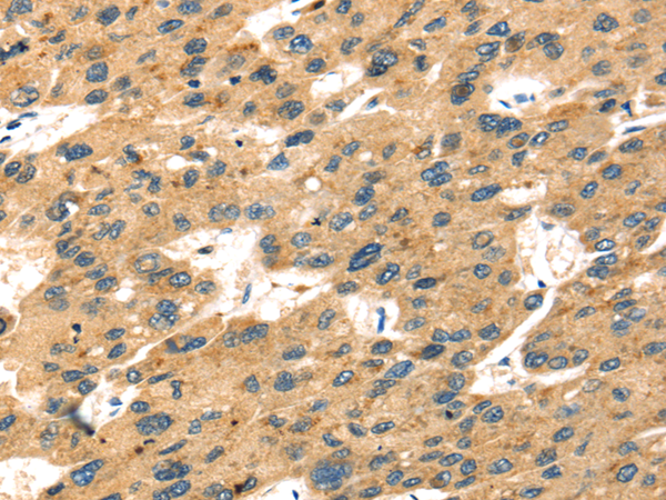 Rabbit Polyclonal Antibody to SELENOP
