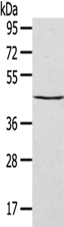 Rabbit Polyclonal Antibody to SEPTIN2