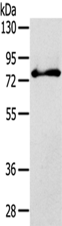 Rabbit Polyclonal Antibody to SH3KBP1