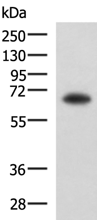 Rabbit Polyclonal Antibody to SHC3