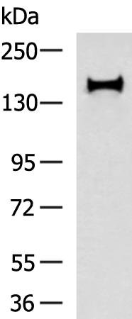 Rabbit Polyclonal Antibody to INPP5D