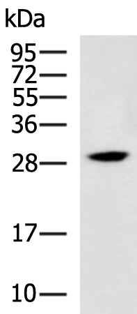 Rabbit Polyclonal Antibody to SIAH1
