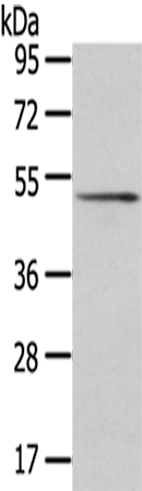 Rabbit Polyclonal Antibody to SRP54