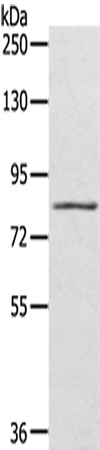 Rabbit Polyclonal Antibody to SRPK1