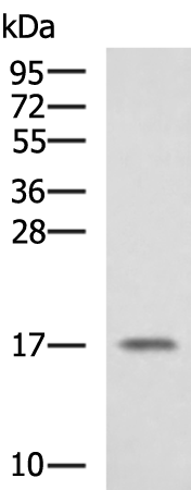 Rabbit Polyclonal Antibody to SRP14