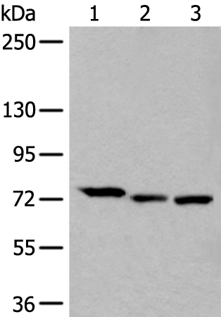Rabbit Polyclonal Antibody to SLC27A4