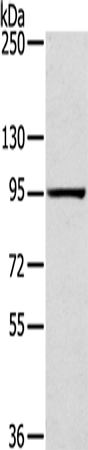 Rabbit Polyclonal Antibody to SLITRK4
