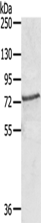 Rabbit Polyclonal Antibody to SKIL