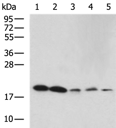 Rabbit Polyclonal Antibody to SNX12