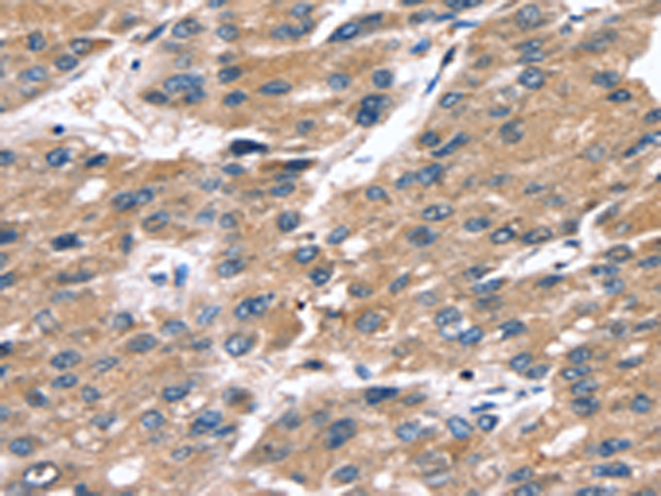 Rabbit Polyclonal Antibody to SRGN