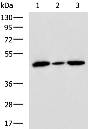 Rabbit Polyclonal Antibody to SURF6