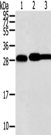 Rabbit Polyclonal Antibody to STX10