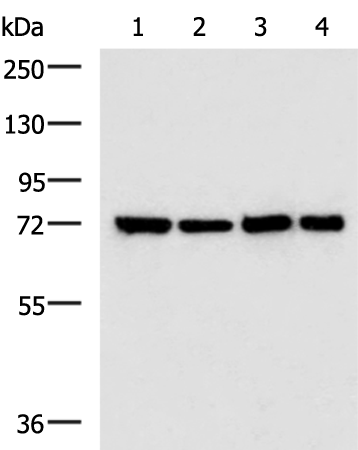 Rabbit Polyclonal Antibody to MAP3K7