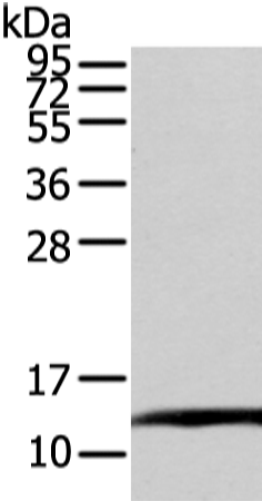Rabbit Polyclonal Antibody to ELOC