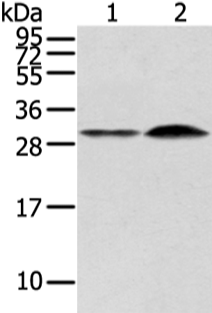 Rabbit Polyclonal Antibody to RASD2