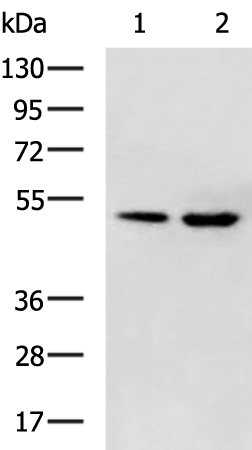 Rabbit Polyclonal Antibody to TFEB