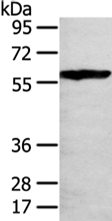 Rabbit Polyclonal Antibody to THAP4