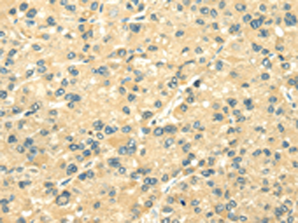 Rabbit Polyclonal Antibody to TXN2