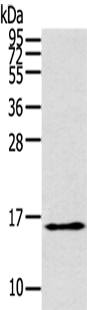 Rabbit Polyclonal Antibody to THRSP