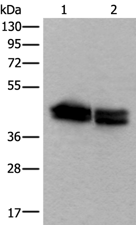 Rabbit Polyclonal Antibody to TIA1