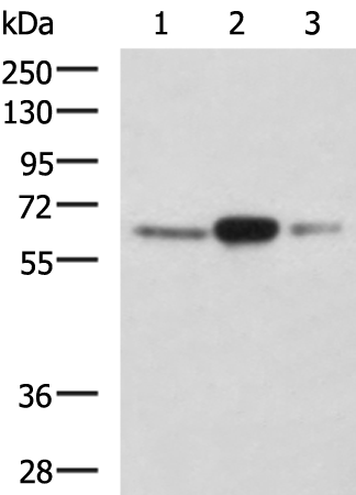 Rabbit Polyclonal Antibody to TRIM26