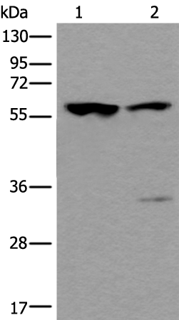 Rabbit Polyclonal Antibody to TRIM27