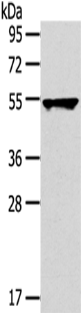 Rabbit Polyclonal Antibody to TRIM10