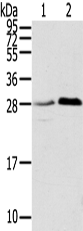 Rabbit Polyclonal Antibody to TMED1