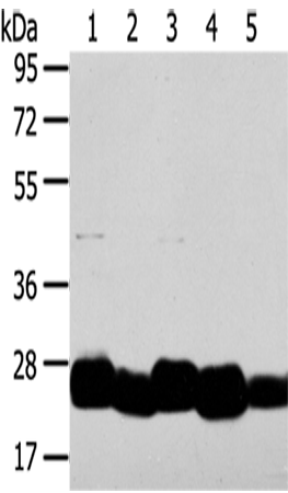 Rabbit Polyclonal Antibody to TMED4