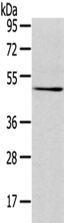 Rabbit Polyclonal Antibody to TMPRSS4