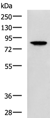 Rabbit Polyclonal Antibody to TGM4
