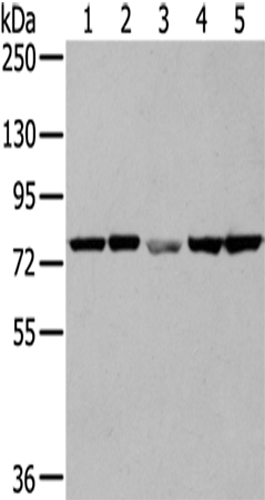 Rabbit Polyclonal Antibody to TGM5