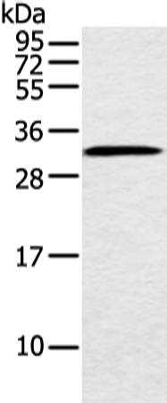 Rabbit Polyclonal Antibody to MED6