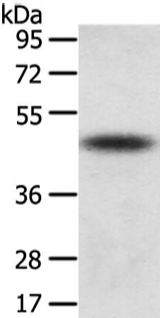 Rabbit Polyclonal Antibody to TTC23