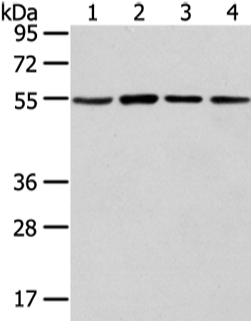Rabbit Polyclonal Antibody to TUBA1C