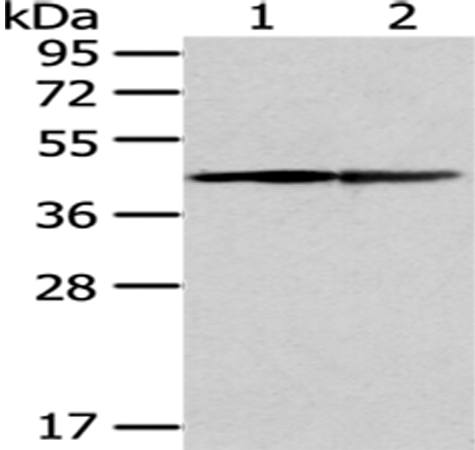 Rabbit Polyclonal Antibody to ERP44