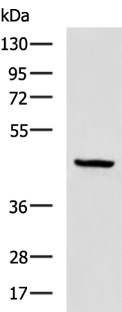 Rabbit Polyclonal Antibody to UBL7