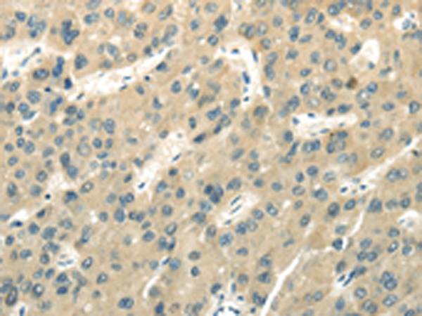 Rabbit Polyclonal Antibody to UBL4A