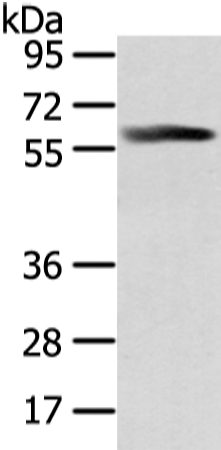 Rabbit Polyclonal Antibody to PPP5C