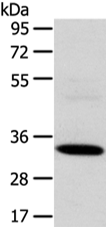 Rabbit Polyclonal Antibody to SDCBP