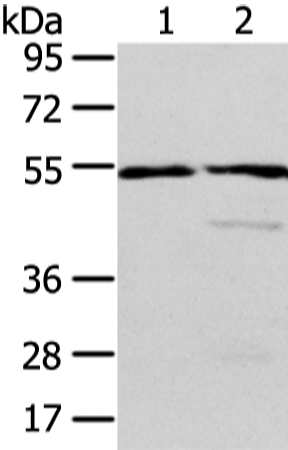 Rabbit Polyclonal Antibody to ALDH3A2