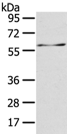 Rabbit Polyclonal Antibody to ATIC