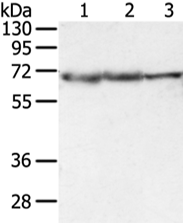 Rabbit Polyclonal Antibody to DLAT