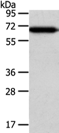 Rabbit Polyclonal Antibody to USP39