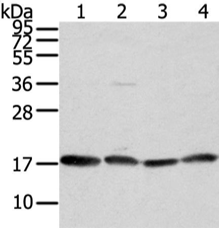 Rabbit Polyclonal Antibody to VAMP4