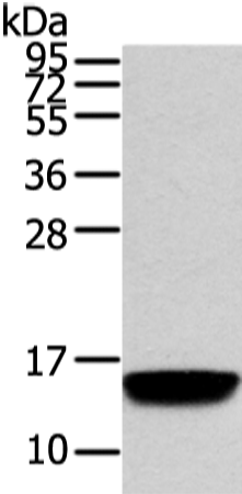 Rabbit Polyclonal Antibody to VAMP5