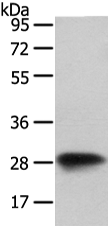 Rabbit Polyclonal Antibody to VAPA