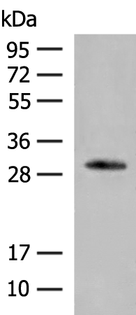 Rabbit Polyclonal Antibody to VDAC3